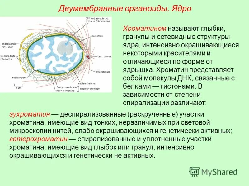 наличие ядрышка с хроматином. наличие ядрышка с хроматином. синтез ядра клетки. компоненты клетки ядро ядрышко. ядро кариоплазма ядрышко хроматин.