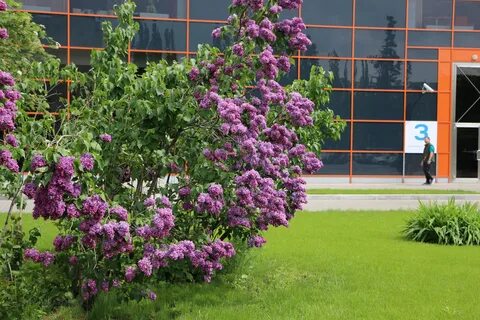 Комплекс сирень