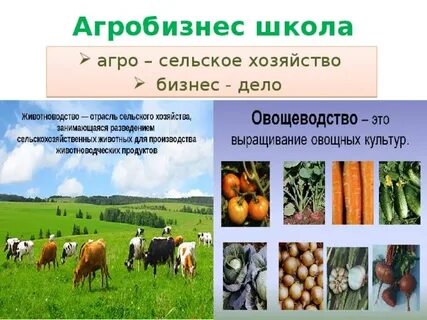 Агробизнес сайт