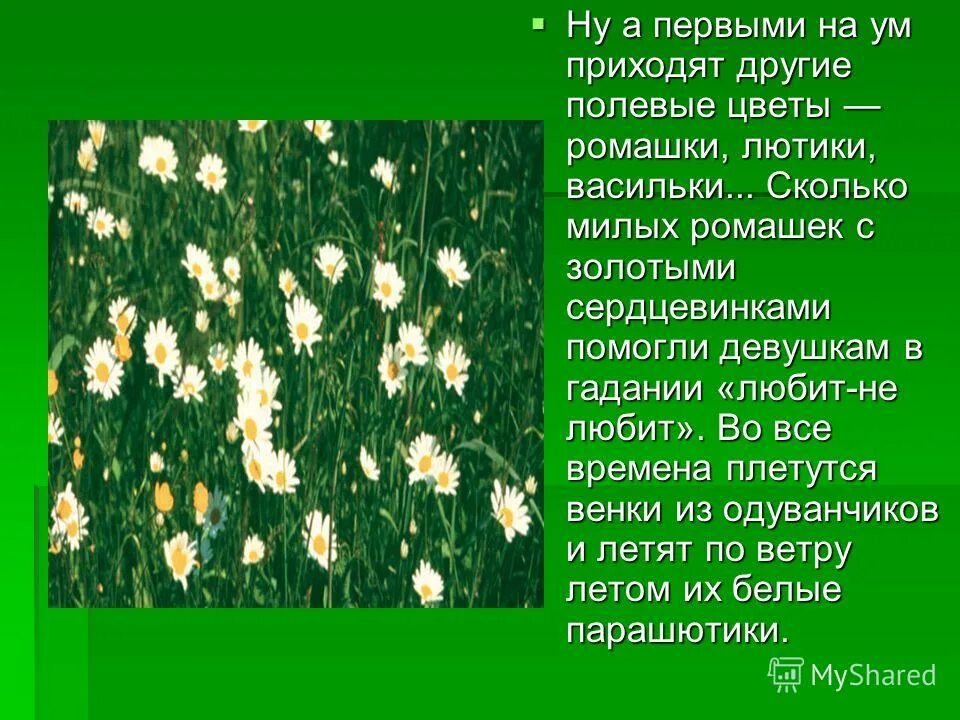 Полевые цветы рассказ забери ее себе 16. Рассказать о полевых цветах. сообщение о полевых цветах. презентация на тему полевые цветы. слова про полевые цветы.