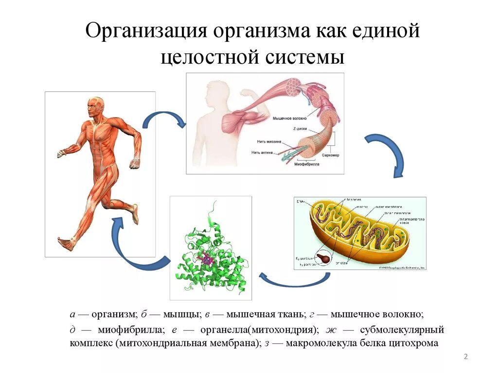 Уровни организации организма. Системы органов организма человека.. Организм целостная система. Организм человека как Единая целостная система. Организм как целостная система.