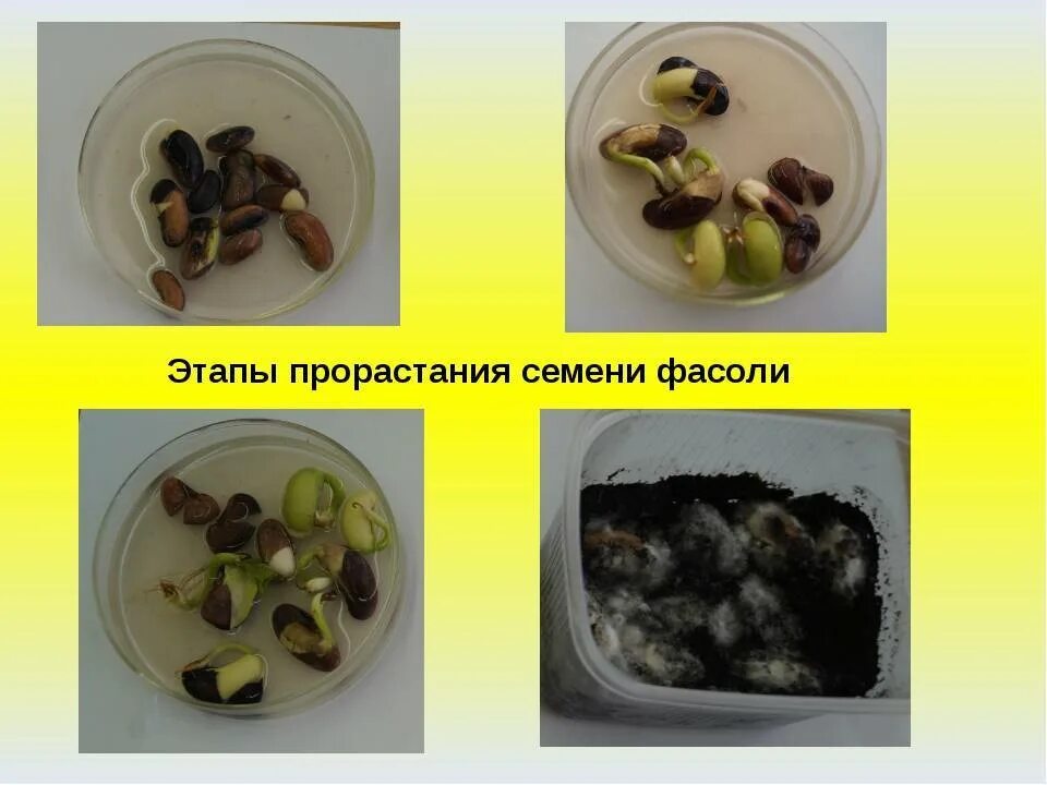 Как прорастить фасоль