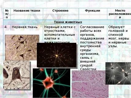 Нервная ткань животных особенности и функции