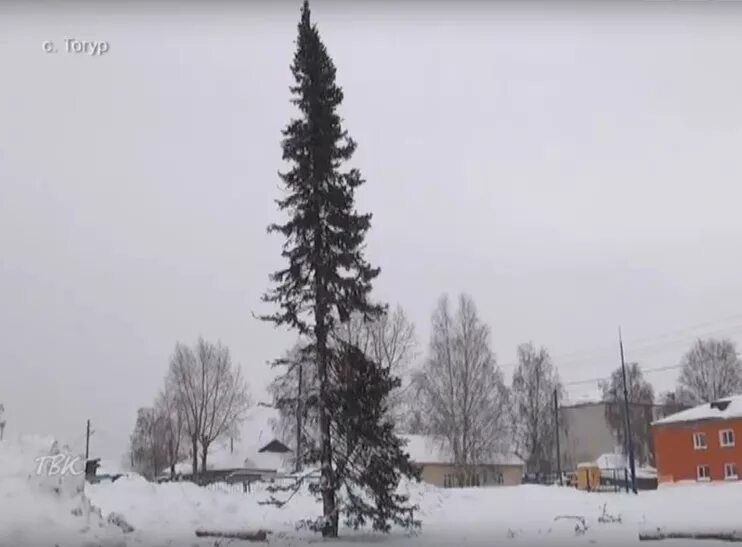 Деревня пихта томская область фото Пихта томская область