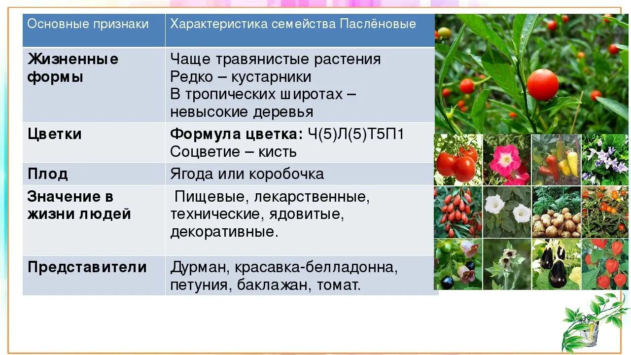 Род паслен класс двудольные семейство пасленовые. Характеристика семейства Пасленовые 6 класс таблица. Двудольные растения семейство Пасленовые. Биология 6 класс семейство Пасленовые признаки семейства. Семейство Пасленовые жизненные формы.