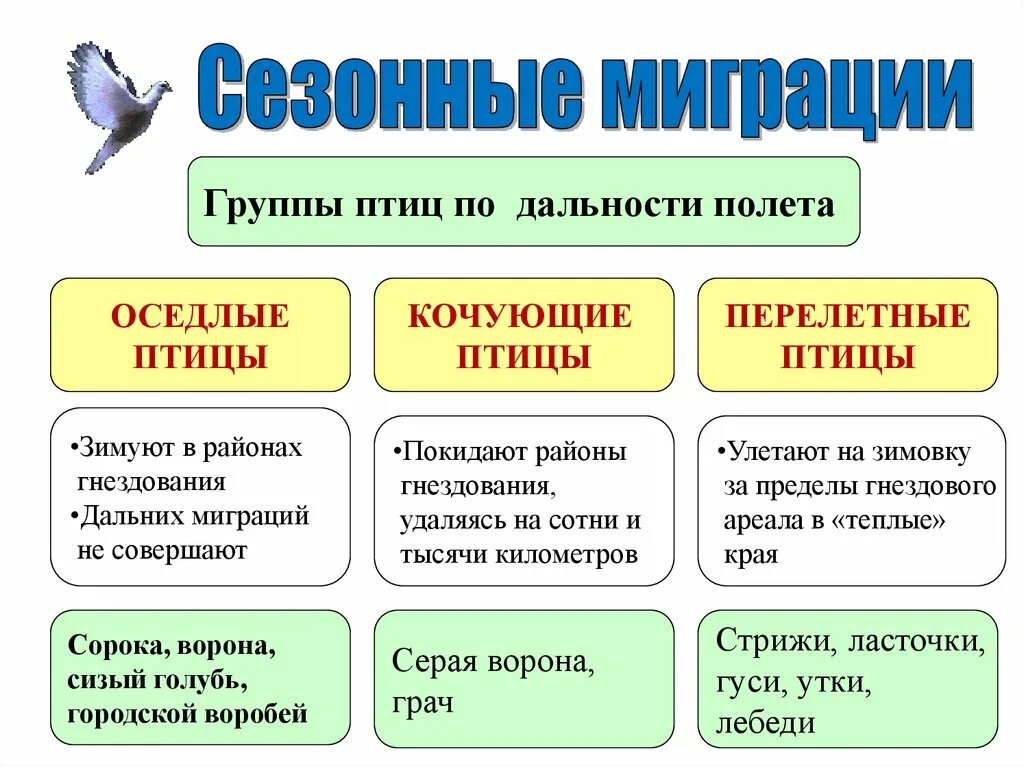 Жизнь мигрирующих и оседлых птиц. Оседлые Кочующие и перелетные птицы таблица. Классификация птиц перелетные Кочующие оседлые. Группы птиц перелетные оседлые Кочующие. Перелетные оседлые и Кочующие птицы 1 класс.