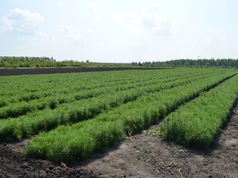 севообороты в лесных питомниках. осмотрите лесные питомники. осмотрите лесные питомники. питомник волгоградская область. волгоградская лесосеменная станция.