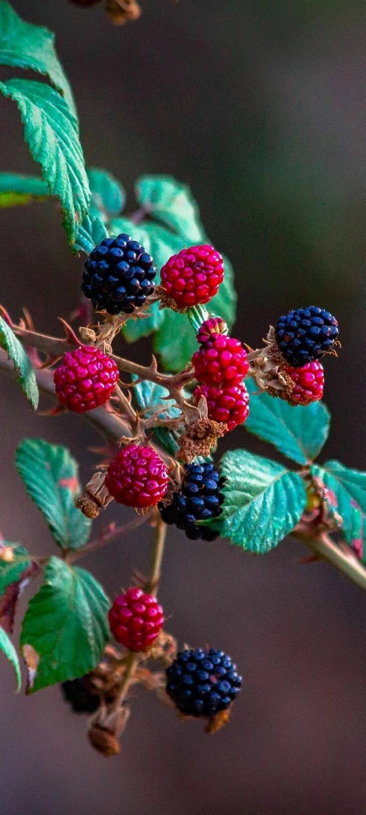 Free Images : plant, raspberry, fruit, berry, summer, food, produce, blackberry,