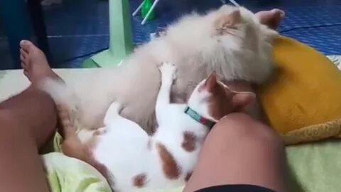 Массаж коту видео