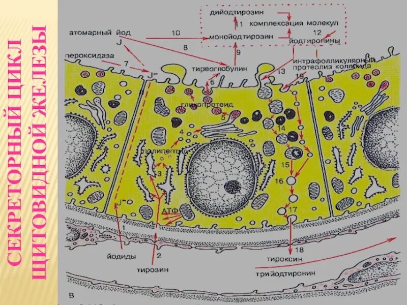 Секреторный цикл железистой клетки. Фазы секреторного цикла щитовидной железы. Фазы секреторного цикла железистой клетки. Схема секреторного цикла. Секреторные б клетки