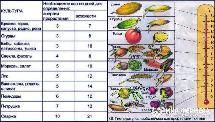 Через какое время всходят огурцы