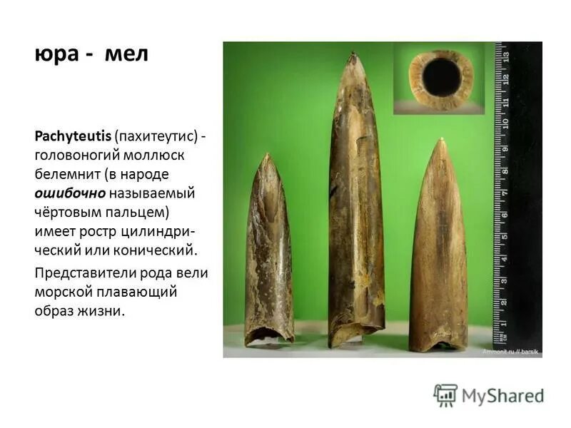 раковины иноцерамус. юра мел. водные динозавры презентация. триас, юра и мел это периоды. мезозой триас юра мел.