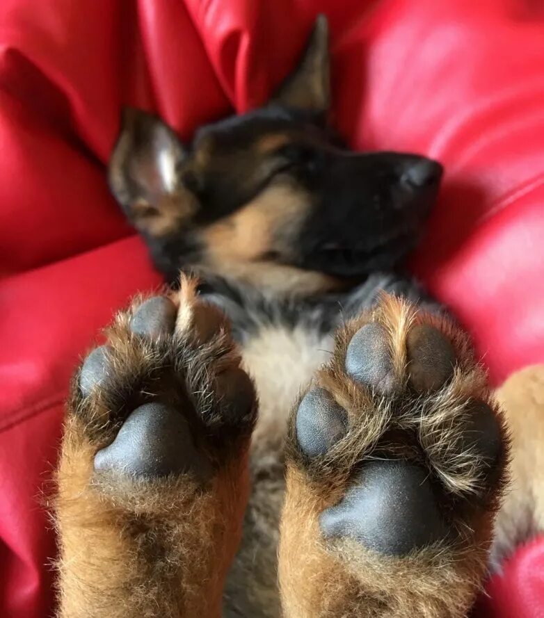 лапки щенка. собачья лапка цветок. собачья лапа. собачья лапка. лапа собаки.