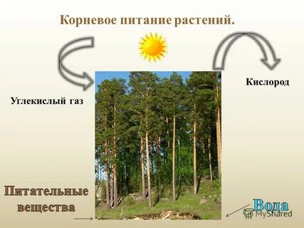 Питание растений углекислым газом