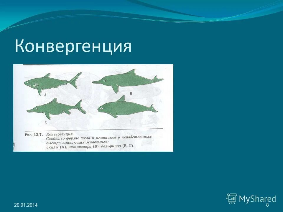 конвергенция дельфин. конвергенция 1. конвергенция примеры. конвергенция 1. конвергентная эволюция формы тела позвоночных.