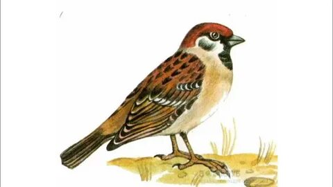 Юлия Вайшнурдың интимдік суреттері