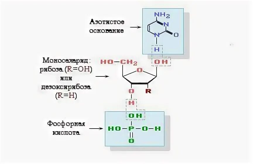Есть ли фосфорная кислота в РНК.