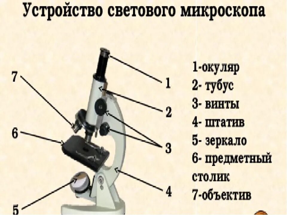 Строение светового микроскопа 5 класс. Световой микроскоп строение микровинт. Схема устройства микроскопа. Строение микроскопа 5 класс биология.