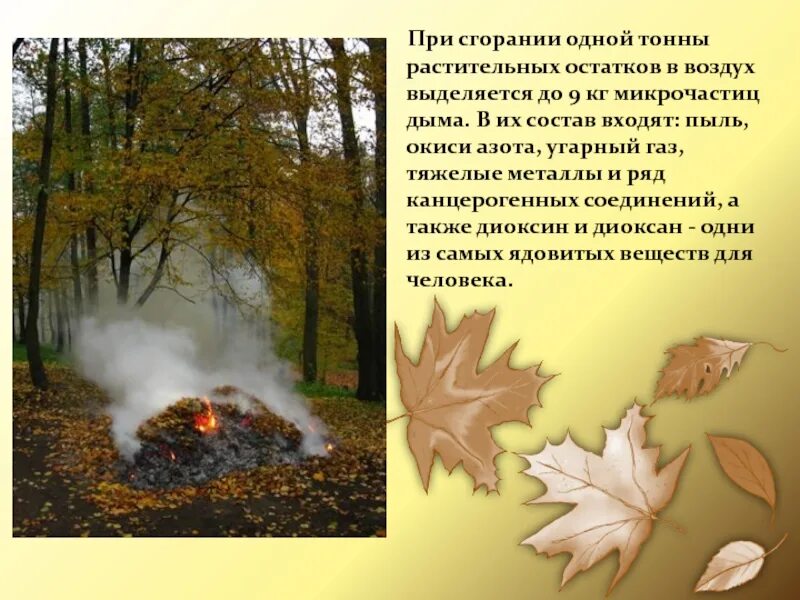 Какую пользу приносят опавшие листья растения. Презентация опавшие листья. сжигание растительных остатков. польза упавших листьев. польза листа.