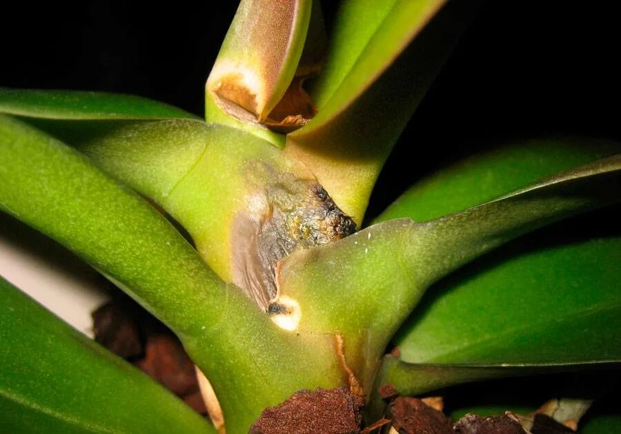 Комнатные растения болезни и вредители. Фузариоз орхидей. Фузариоз орхидей фаленопсис. Фузариозная гниль орхидей. Фаленопсис фузариозная гниль.