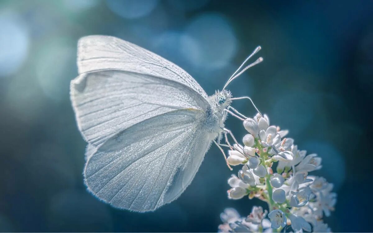 The White Morpho (Morpho polyphemus) is a white butterfly of Mexico and Central 