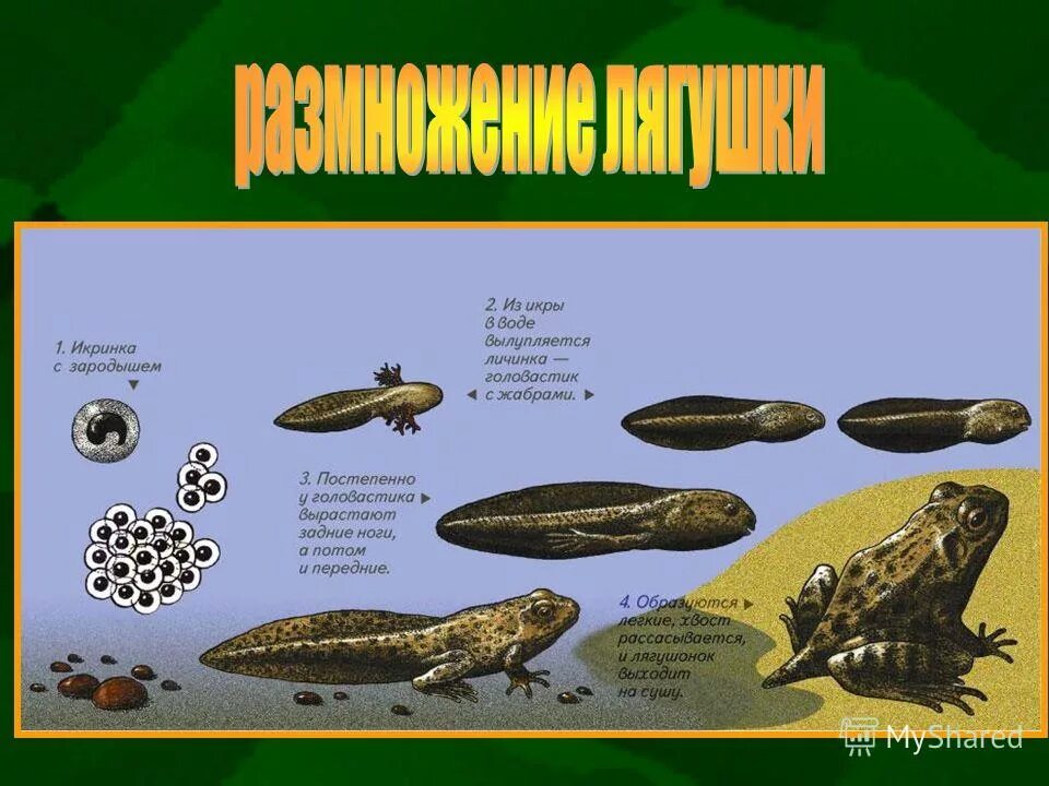 Земноводные особенности строения. Презентация внутреннее строение и жизнедеятельность земноводных. Презентация внутреннее строение и жизнедеятельность земноводных. Класс земноводные внутреннее строение. Презентация внутреннее строение и жизнедеятельность земноводных.