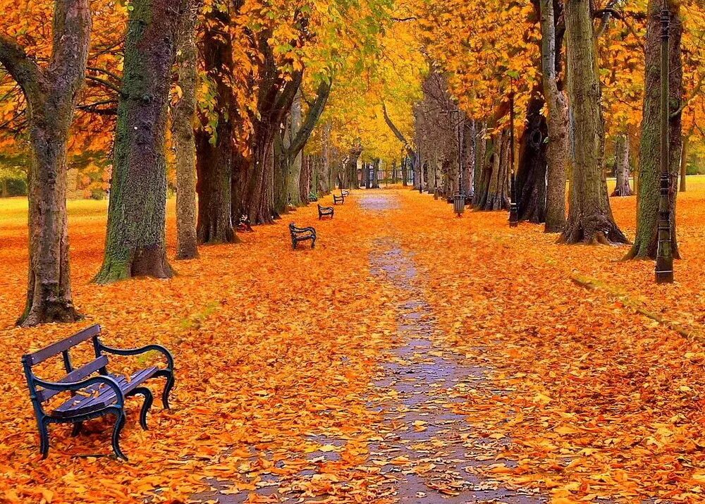 Куз 2. Осенний парк. Осень в парке. Парк осенью. Красивый осенний парк.