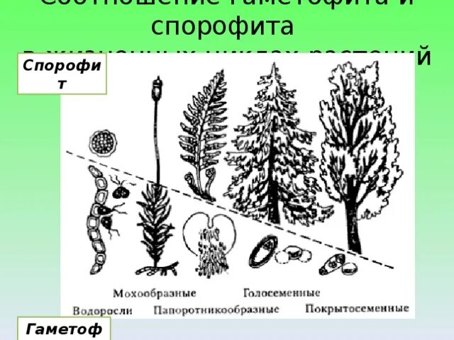 Гаметофит и спорофит у покрытосеменных растений. Эволюция гаметофита и спорофита. Эволюция гаметофита растений. Соотношение гаметофита и спорофита.