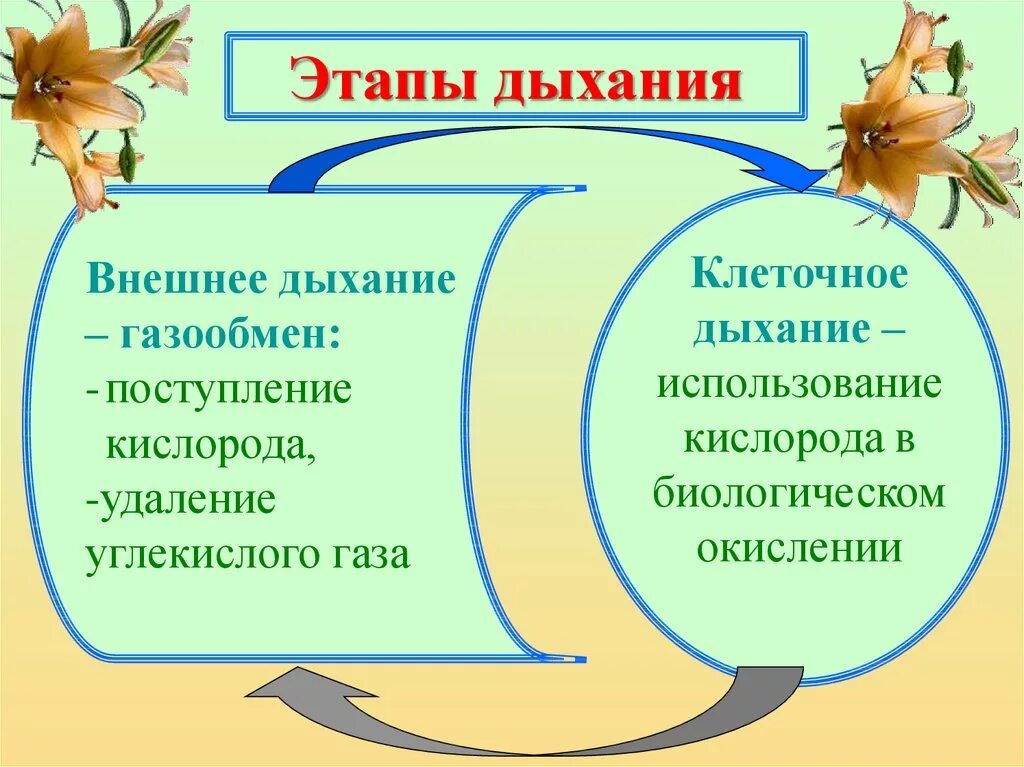 Этапы дыхания растений. Охарактеризуйте этапы дыхания. Этапы (стадии) дыхания. Основные этапы процесса дыхания растений. Последовательность этапов процесса дыхания