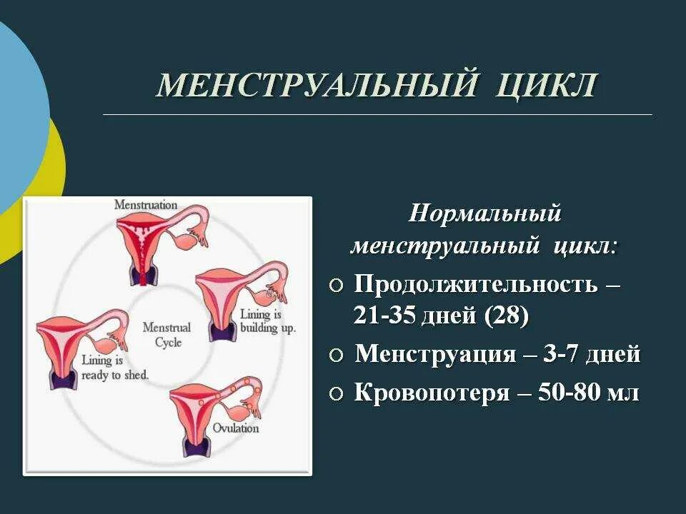 Ва це. Менструальный цикл. Цикл менструационного цикла. Месячные цикл. Менструальный цикл менструальный цикл.