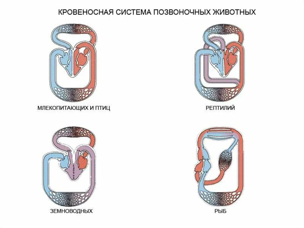 Сходства кровеносной системы рыб и земноводных. Тип кровеносной системы у позвоночных. эволюция кровеносной системы позвоночных животных. кровеносная система рыб и земноводных. схемы кровеносных систем позвоночных животных.