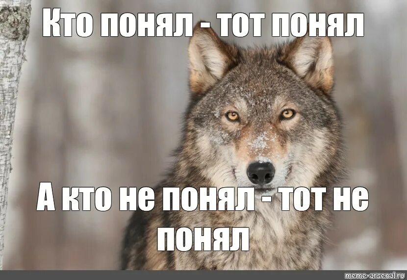 Волк Мем. Мемы с волками. Спасибо за внимание волк. Волк это волк Мем. Конец россии хотя увидеть многие