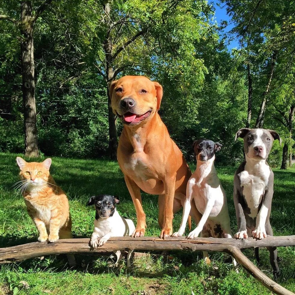 Разные собаки. Собака друг. Четыре собаки. Пять животных. Группировки животных