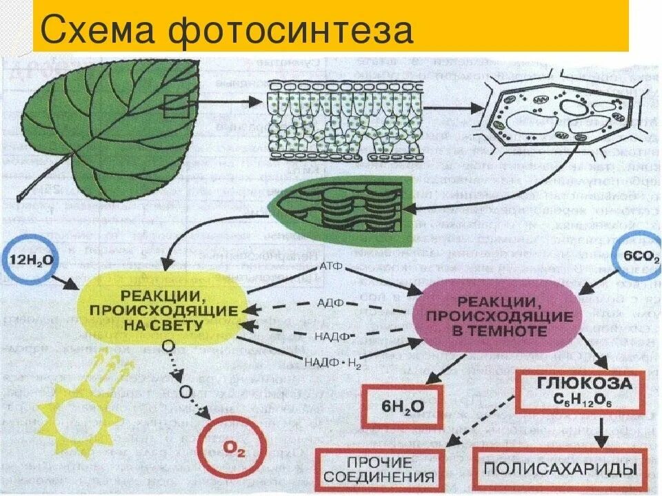 Составьте схему фотосинтеза. Схема фотосинтеза 6 класс по биологии. Фотосинтез клетки 10 класс биология. Ментальная карта фотосинтеза. Блок схема процесса фотосинтеза.