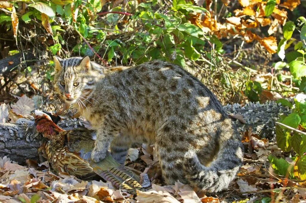 Дальневосточный Лесной кот (Prionailurus bengalensis euptilurus). Амурский Лесной кот. Кот дикий Лесной камышовый Амурский. Дальневосточный Амурский Лесной кот.