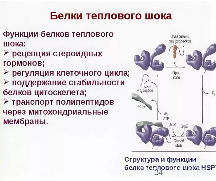 Белок теплового шока хламидий. Белки теплового шока шапероны. Белки теплового шока стабилизируют комплекс стероидный. Функции белков теплового шока. БТШ биохимия.