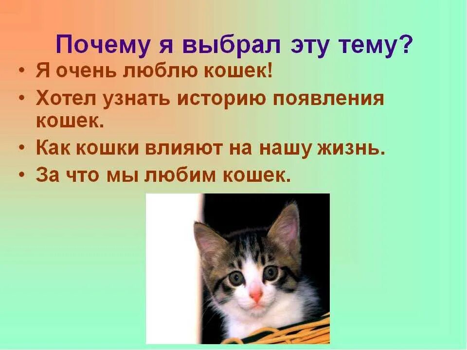 Презентация о котах. Презентация про кошек. Проект на тему кошки. Проект кошки презентация.