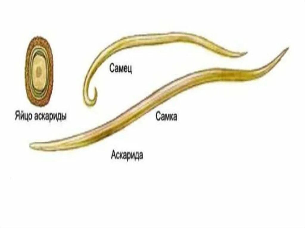 К какому типу животных относят аскариду. Аскарида человеческая строение яйца. Размер яйца аскариды человеческой. Размер личинки аскариды человеческой.