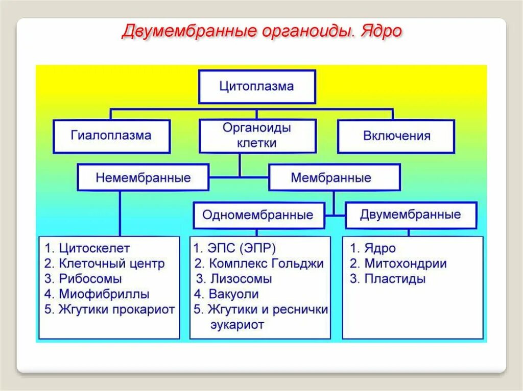 Мембранные и немембранные органоиды клетки. Таблица мембранные органоиды ядро. Органеллы одномембранные и двумембранные немембранные. Мембранное строение немембранное строение. Строение клеток мембранные органоиды