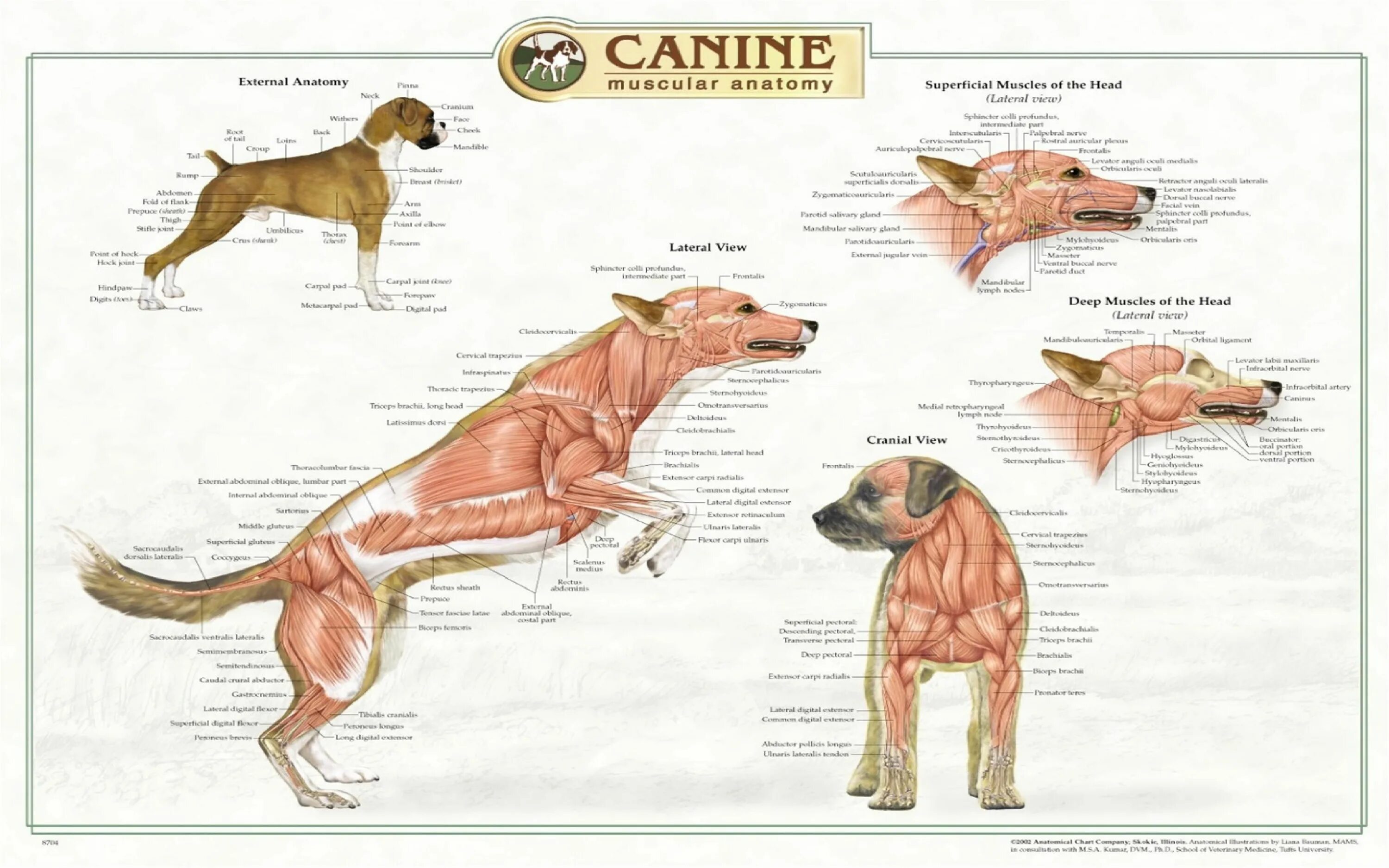 Мышечная система собаки строение. Анатомия скелета собаки Ветеринария. Мышечная структура собаки. Анатомия собаки скелет мышцы.