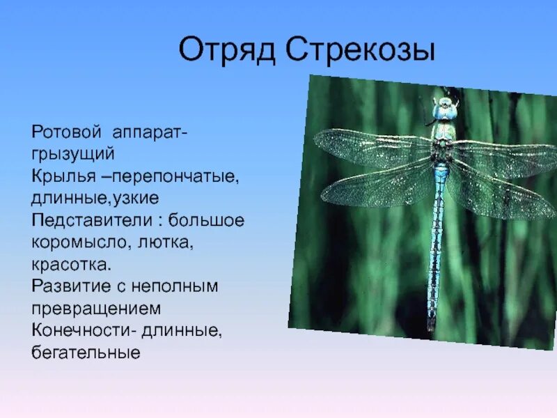 Тип питания стрекозы. Отряд стрекозы ротовой аппарат. строение ротового аппарата стрекозы. отряд стрекозы (odonata).. тип конечностей у стрекозы.