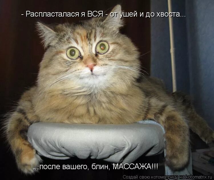 Глажка белой рубашки. Глажка белья. Я делаю все возможное чтобы гладить. Гладить белье. Гладить кошку.