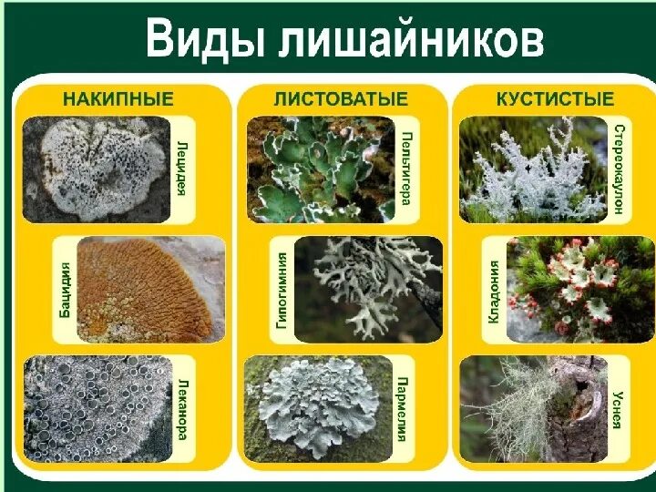 Какие признаки присущи лишайникам: найдено 81 изображений
