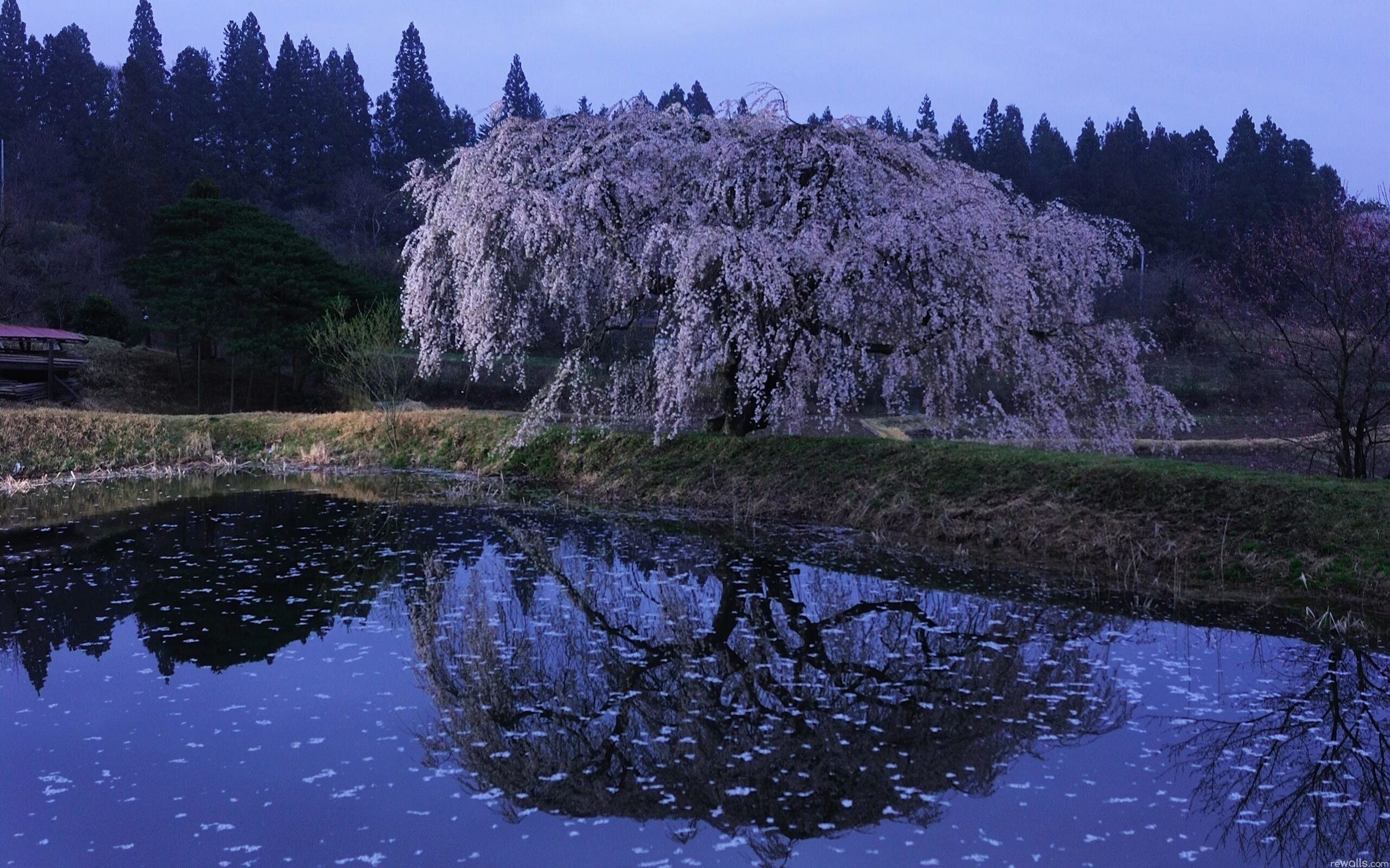 Сакура вода. Сад Кавати Фудзи. Природа Японии. Цветущее дерево у реки. Весенняя ночь.
