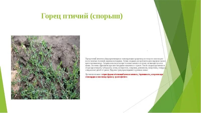 Хвощ спорыш. Горец птичий. горец птичий презентация. горец птичий или спорыш. жизненная форма горец птичий.