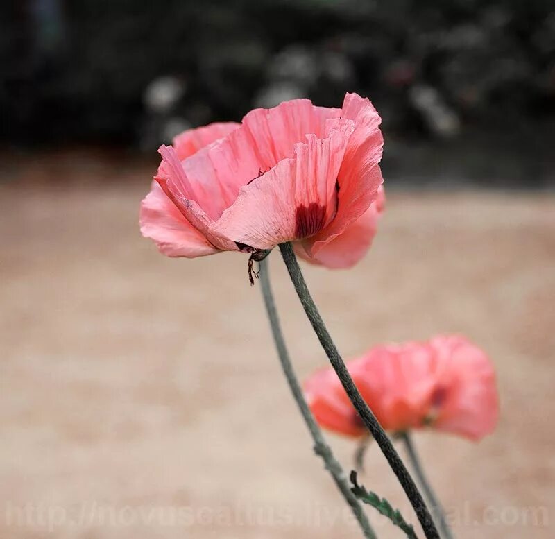 Мак Papaver розовый. Бледно розовые маки. Пушистый розовый Мак. Маки розовые сортовые. Розовый мак 2