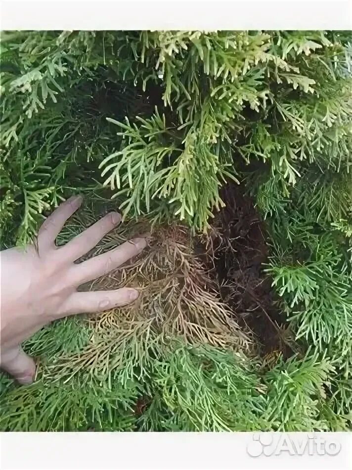 Хвоя туи. Туя коричневая хвоя. Туя коричневая хвоя. Туя мертвое дерево. Фузариоз туи смарагд.