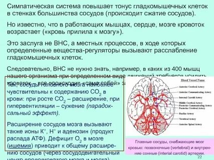 Сосудистый центр головного мозга