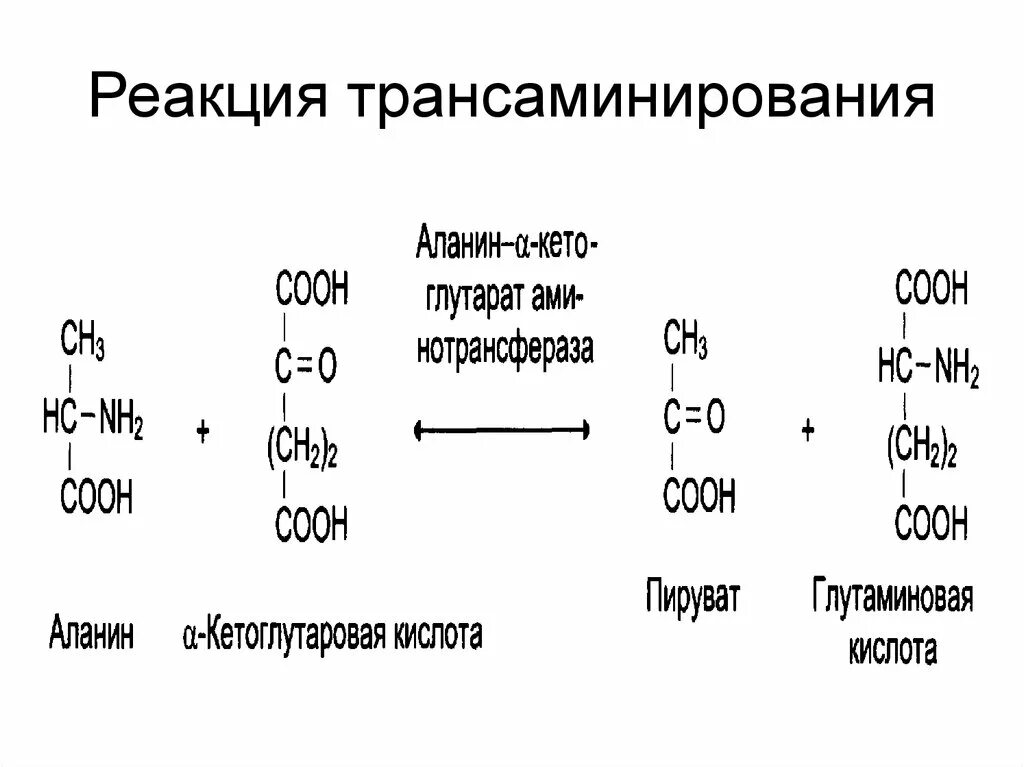 Аланин кислота реакция. Трансаминирования Альфа-аланина. Реакция трансаминирования аланина. Ферменты катализирующие процессы трансаминирования. Трансаминирование аланина с -кетоглутаровой кислотой.