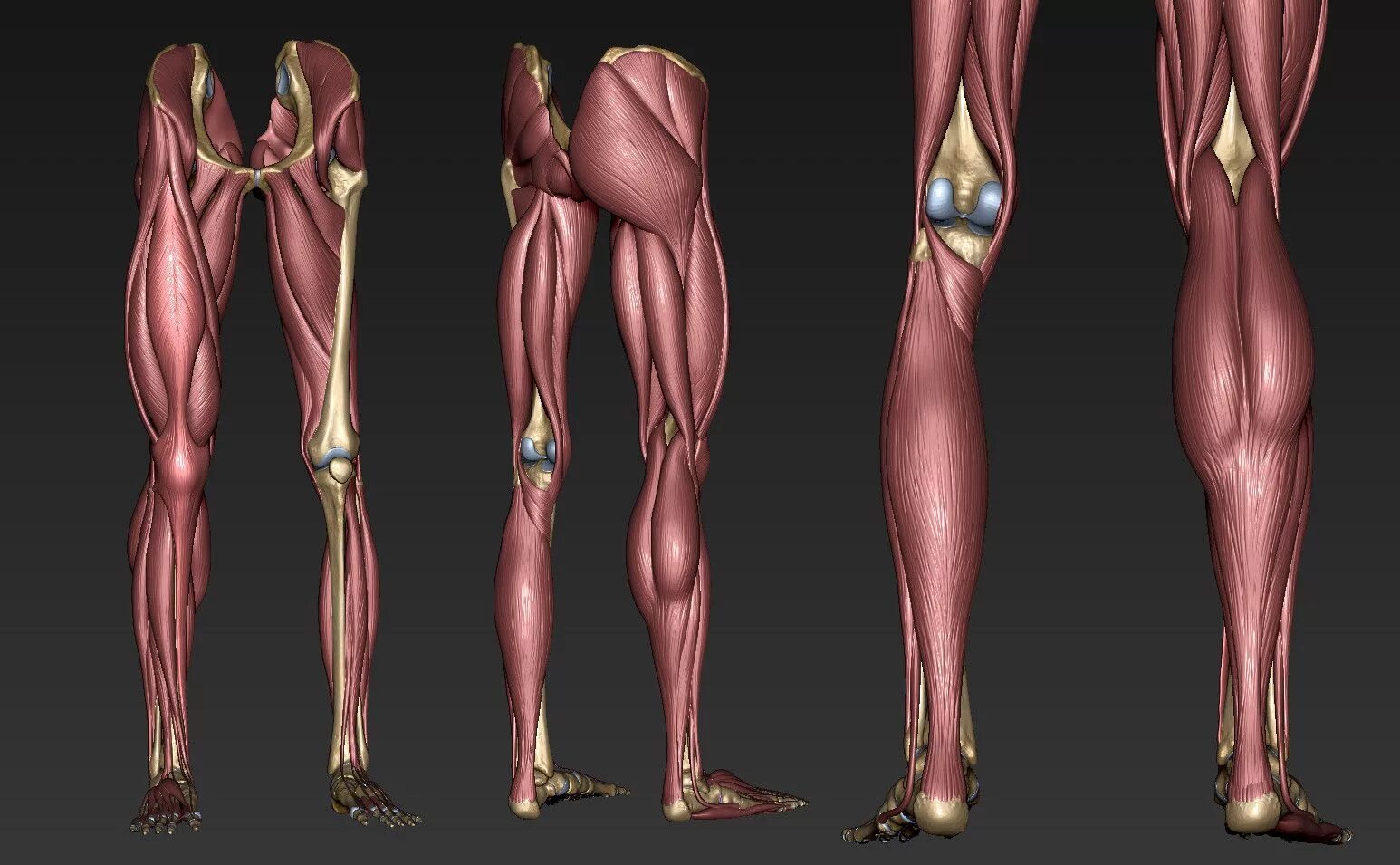 Мышцы нижней конечности 3д анатомия. Мышцы ног анатомия референс. Ноги референс анатомия анатомия. 3д атлас нижних конечностей мышцы.